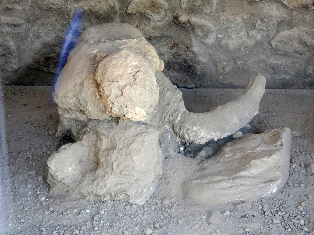 I.21.6 Pompeii. May 2016. Detail of plaster cast of the impression of a body. Victim 42. Photo courtesy of Buzz Ferebee.
Victim 42 is thought to be a female, aged 20years or over.
There are traces of drapery on the abdomen.
The body was found on 27th April 1961, located about 5m, towards the north-east, from the group with victim 39.
Maiuri had originally imagined it was the mother of the group containing victims 40 and 41. It is now identified as probably a female.
See Osanna, N., Capurso, A., e Masseroli, S. M., 2021. I Calchi di Pompei da Giuseppe Fiorelli ad oggi: Studi e Ricerche del PAP 46, p. 420-1, Calco n. 42.