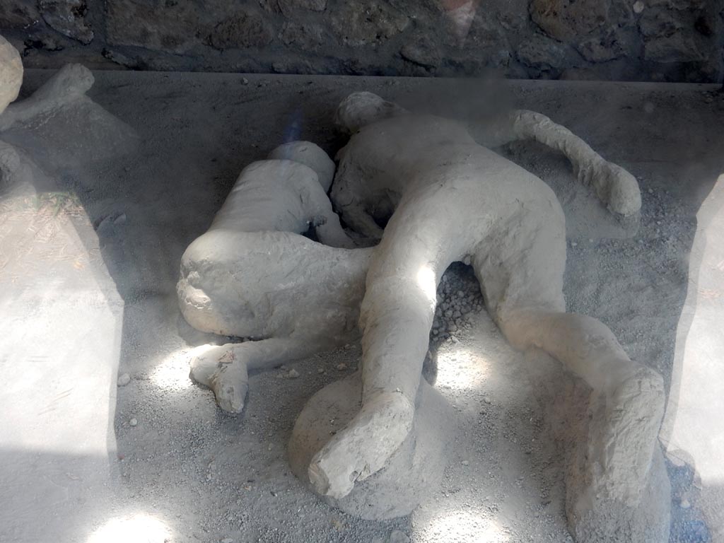 I.21.6 Pompeii. May 2015. Detail of plaster casts of two bodies, victim 45, right and victim 44, left. Photo courtesy of Buzz Ferebee.
Victim 45 was a female aged over 20 years old.
The body was found near the triclinium between the 31st of May and the 7th of June 1961.
Victim 43 was in front of victims 44 and 45, beyond which were victims 46 and 47.
Maiuri imagined her as the wife of victim 43 and the mother of victims 44, 46 and 47.
See Osanna, N., Capurso, A., e Masseroli, S. M., 2021. I Calchi di Pompei da Giuseppe Fiorelli ad oggi: Studi e Ricerche del PAP 46, p. 426-7, Calco n. 45.