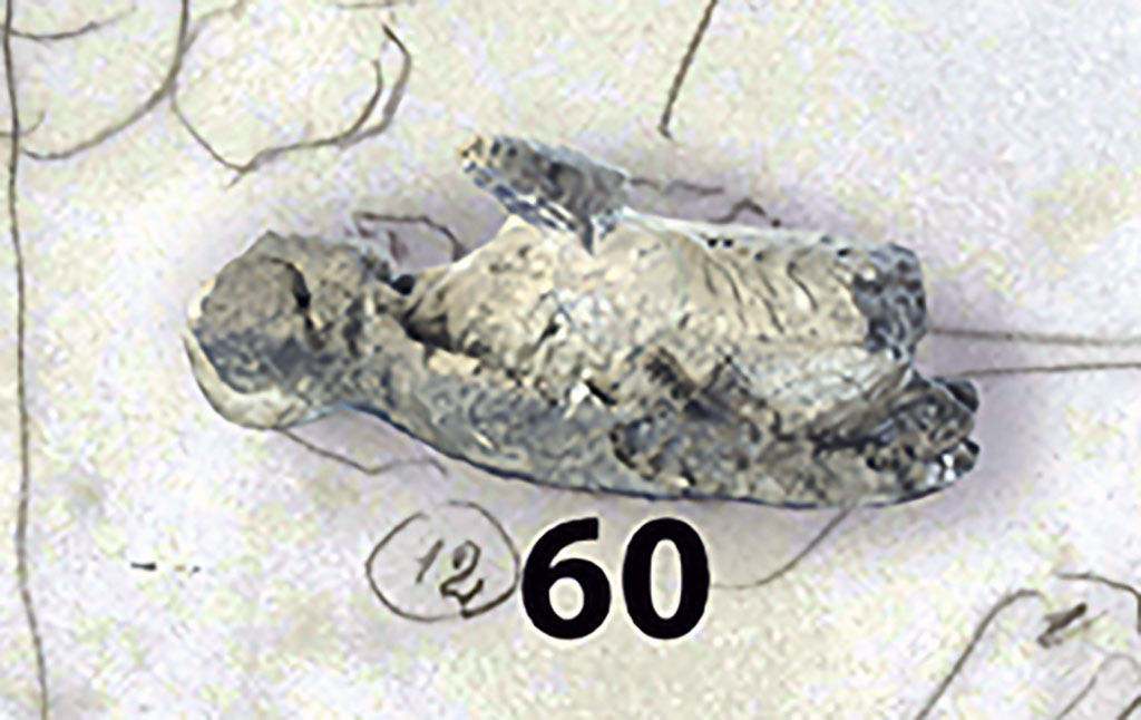Victim 60 is an adult male, aged over 20 years.
The body was found outside the Porta Nola, near the tomb of M. Obellius Firmus, between the 2nd of August and the 21st of September 1976.
The Giornale di Scavo noted that the cast did not turn out very well because it was found half in the ash and half in the lapilli.
See Osanna, N., Capurso, A., e Masseroli, S. M., 2021. I Calchi di Pompei da Giuseppe Fiorelli ad oggi: Studi e Ricerche del PAP 46, p. 463-4, Calco n. 60.
Detail from photo courtesy of The Casts of Pompeii Project. Use subject to CC BY 4.0 Deed