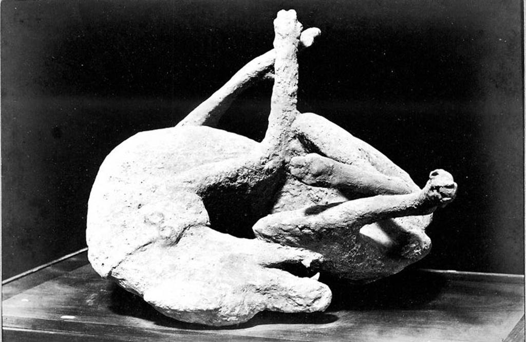 VIII.1.4 Pompeii Antiquarium. About 1875-1880. Cast of watch dog (Victim number 8).
Photo courtesy of Rick Bauer.