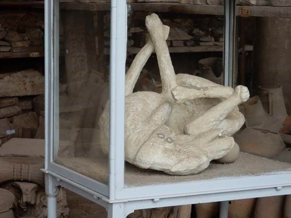 VII.7.29 Pompeii. May 2015. Plaster cast of dog, found in November 1874, chained and left behind in VI.14.20.
Photo courtesy of Buzz Ferebee.
According to Estelle Lazer, it appears that all the bones were removed prior to casting.
This was the only cast studied that had not yielded any skeletal elements.
The CT scan showed the original bronze rings where the chain would have been attached to the collar, as well as metal reinforcing rods and some restoration work.
Volume rendering revealed areas of different densities of plaster that indicated that it was either assembled from at least six pieces or that it was restored with new plaster over time.
See Lazer E., et al. 2020. Inside the Casts of the Pompeian Victims: Results from the First Season of the Pompeii Cast Project In 2015. Papers of the British School at Rome.