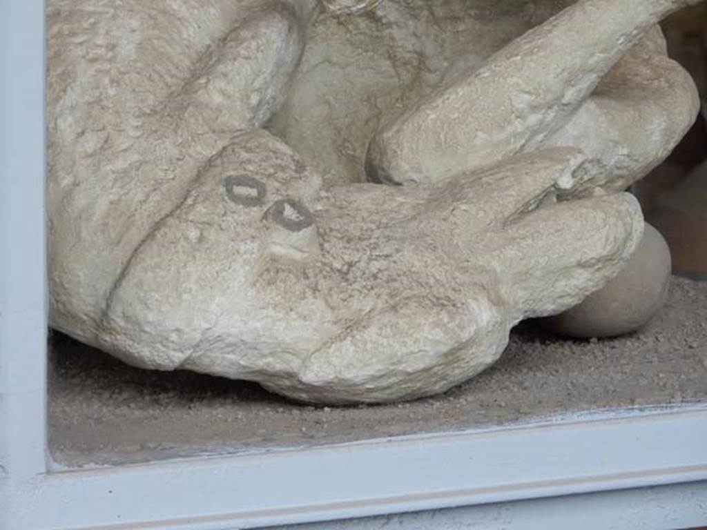 VII.7.29 Pompeii. May 2015. Detail of plaster cast of dog found in November 1874.
Photo courtesy of Buzz Ferebee. According to Ruggiero the animal had been tied behind the front door of the House of Vesonius Primus. As the cinders raining down through the hole in the centre of the roof (compluvium) accumulated in the passageway, he climbed on top of them, twisting himself with his back to the ground and his legs raised upwards, wrenching his neck and his head to get free from the rope fastened to a ring of bronze which can still be seen attached to his collar. However, to no avail, as he was overcome and choked by the ashes. (1879)