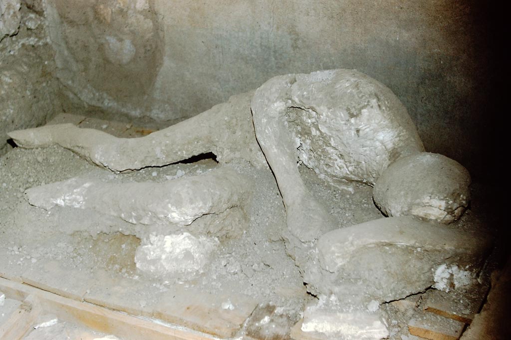 V.3.2 Pompeii. 1902. Possible victim number 3. 1959. Plaster cast of Calco G. Photo by Stanley A. Jashemski.
The Jashemski record says that this photo was taken in I.8.17 in 1959, but this victim most probably did not come from this house.
Source: The Wilhelmina and Stanley A. Jashemski archive in the University of Maryland Library, Special Collections (See collection page) and made available under the Creative Commons Attribution-Non Commercial License v.4. See Licence and use details.
J59f0326
Of Calco G there are only photographs. The cast is missing.
There is no record of the find date or location.
As the Jashemski photo is dated 1959 it is too early to be from the Garden of the Fugitives which was excavated in 1961.
There is therefore the remote hypothesis that - as for casts 84 and 85 - the cast is the third found in 1902, during the excavation of a taberna (V.3.2), which turned out to be an almost complete cast (although considered unclear). In this case the cast would have been brought to the casa dei Quattro Stili following the excavation of the latter (1937-38).
See Osanna, N., Capurso, A., e Masseroli, S. M., 2021. I Calchi di Pompei da Giuseppe Fiorelli ad oggi: Studi e Ricerche del PAP 46, p. 555, Calco G.
Paribeni in NdS 1902, records: In fact, on the following 10th June only the cast of an arm with the upper part of the chest and the head emerged from a skeleton; of another, a portion of the trunk, and of a third, the almost complete cast. All these casts, however, due to the void being occupied in many places by lapilli, were very unclear and such that no value could be attributed to them.
See Notizie degli Scavi di Antichità, 1902, p. 379.