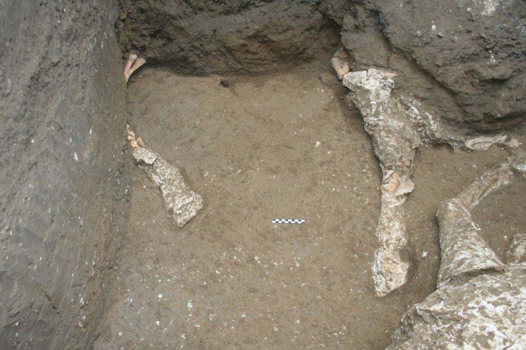 January 2018. Legs of second horse.

Gennaio 2018. Gambe del secondo cavallo.

Photograph © Parco Archeologico di Pompei.
