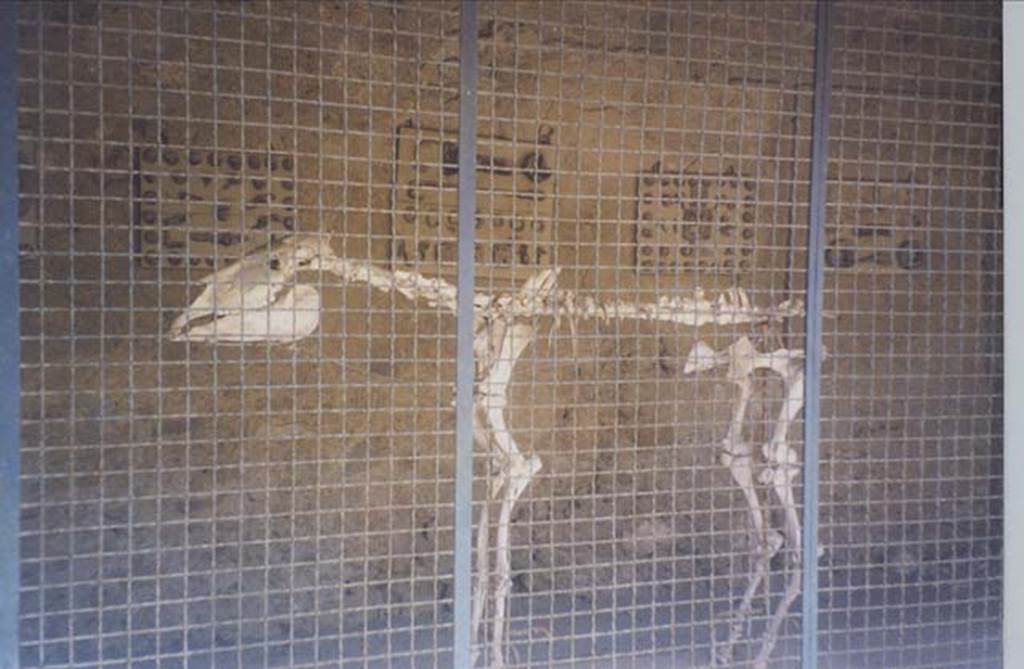 I.8.12 Pompeii. July 2011. Skeleton of horse or donkey, with display of agricultural implements on the rear wall. Photo courtesy of Rick Bauer.
