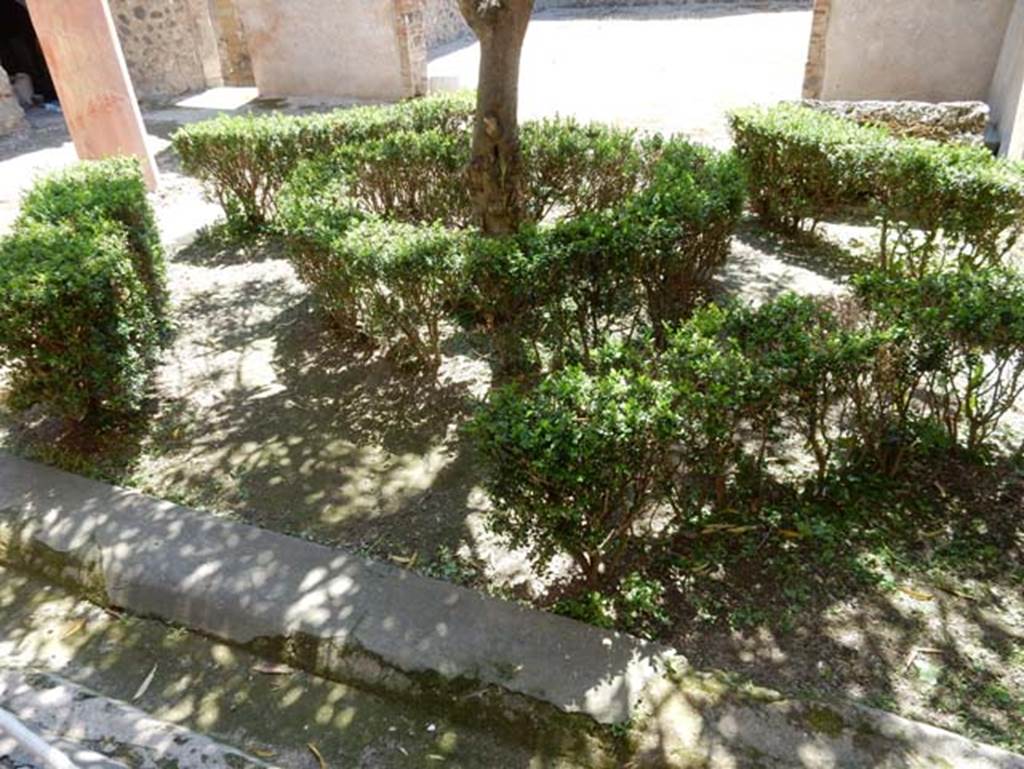 I.9.5 Pompeii. May 2016. Room 12, area in centre of peristyle garden. According to the information card, this garden has been rearranged with a boxwood hedge laid out in a geometric pattern. In the centre is an oleander bush grown as a “standard”.
Oleander are depicted in the paintings in both cubicula, which are frescoed with scenes of a garden and an orchard. Photo courtesy of Buzz Ferebee.