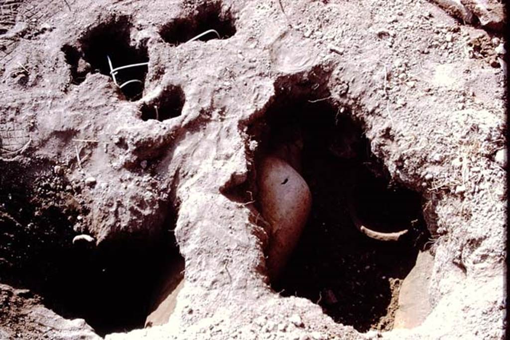 I.14.2 Pompeii. 1972. Cleaned root cavities waiting to be filled, top of photo, and finding of a buried amphora. Photo by Stanley A. Jashemski. 
Source: The Wilhelmina and Stanley A. Jashemski archive in the University of Maryland Library, Special Collections (See collection page) and made available under the Creative Commons Attribution-Non Commercial License v.4. See Licence and use details. J72f0479
According to Wilhelmina, �at the rear of the garden was a large limestone block which probably was used as a rustic altar.  A few coins were found nearby, then a buried amphora with its mouth carefully closed by a stone, although it proved to be empty. The large tree root near the south wall had the appearance of an olive tree of over 100 years old. Fragments of planting pots were found near the north wall, which had been badly damaged by the original excavators. A roof tile found in the garden had the paw-print of a dog, which had been pressed into the wet tile before it had been fired.�
