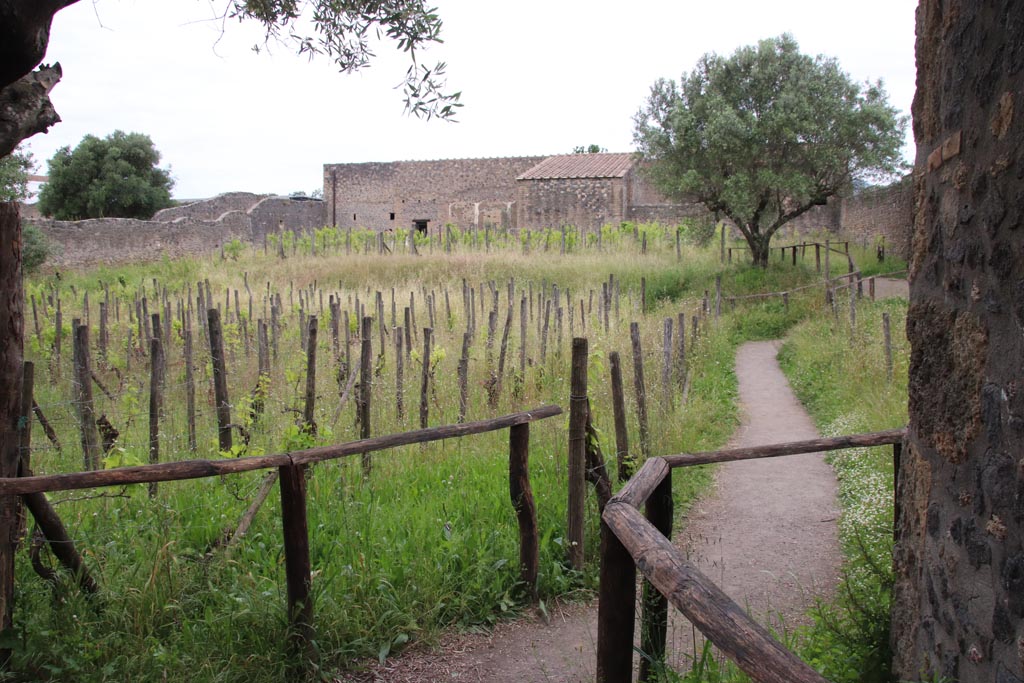 I.15.6 Pompeii. May 2024. Looking north across vineyard of I.15.1, on right behind olive tree, and I.15.3, centre left.
Taken from south-east corner of vineyard near I.15.6. Photo courtesy of Klaus Heese.