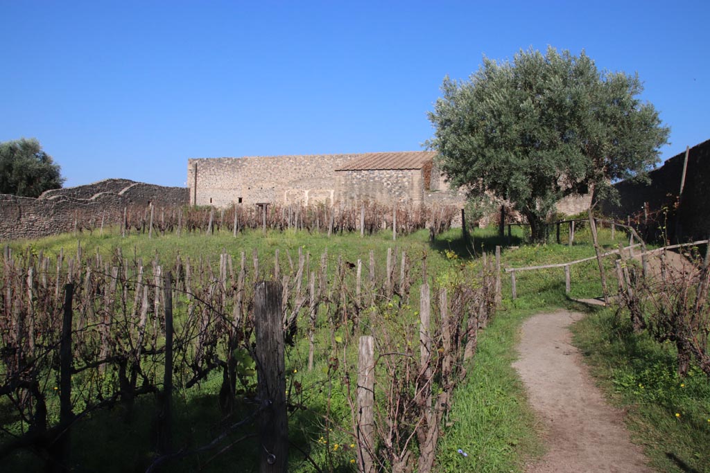 I.15.6 Pompeii. October 2022. Looking north across vineyard of I.15.1, on right behind olive tree, and I.15.3, centre left.
Taken from south-east corner of vineyard near I.15.6. Photo courtesy of Klaus Heese.