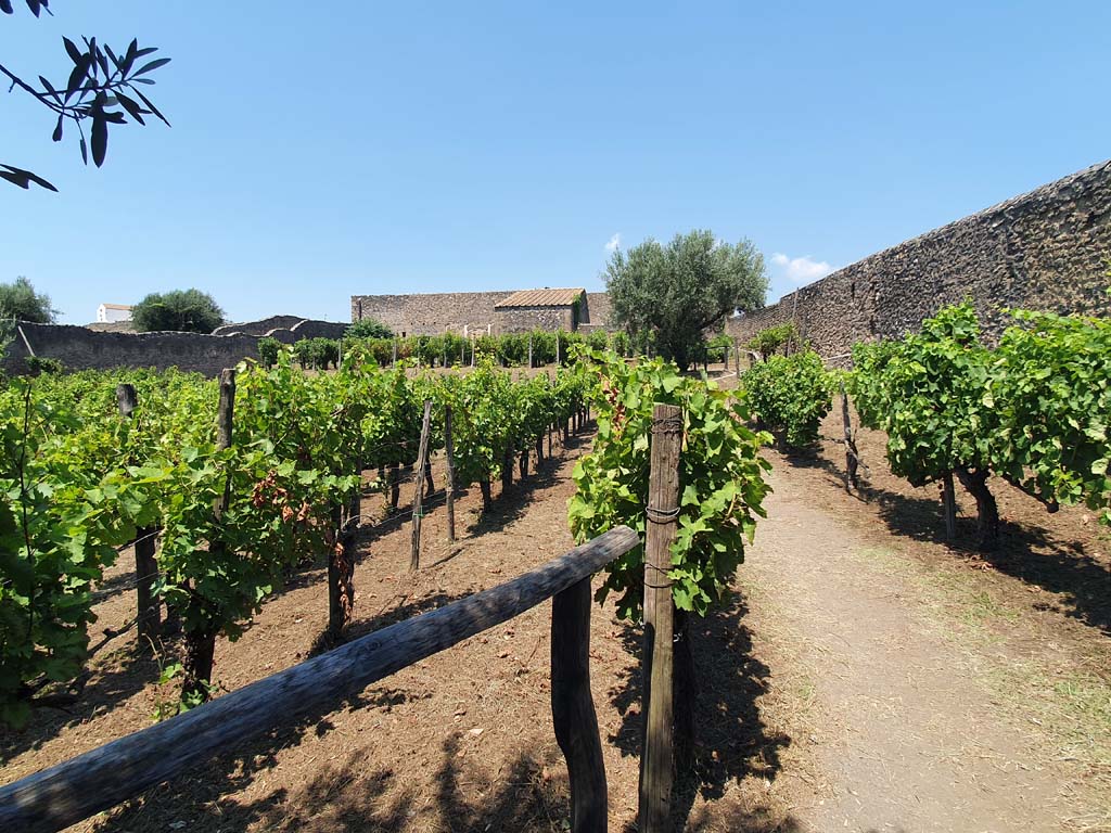 I.15.6 Pompeii. July 2021. Looking north across vineyard of I.15.1, on right behind olive tree, and I.15.3, centre left.
Taken from south-east corner of vineyard near I.15.6.
Foto Annette Haug, ERC Grant 681269 DÉCOR.