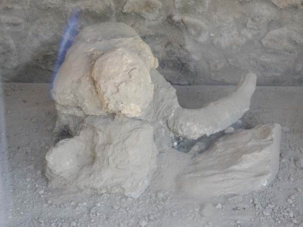 I.21.6 Pompeii. May 2016. Detail of plaster cast of the impression of a body.
Photo courtesy of Buzz Ferebee.
