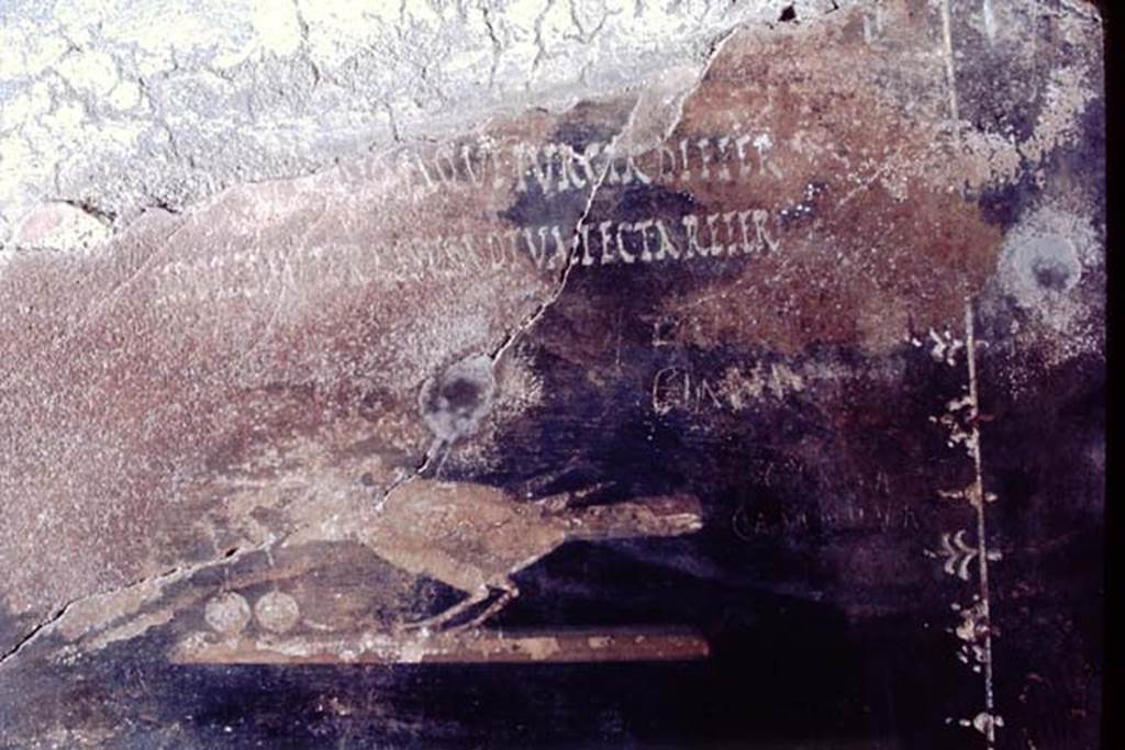 III.4.3 Pompeii. 1968. Room 3. Second painted panel on south wall. The remains of one of the Latin moral verses, from which the house is named, is just visible and can be seen above the painted bird.
(Utere blandit)iis, odiosaque iurgia differ
Si potes, aut gressus ad tua tecta refer
See Della Corte, M., 1965. Case ed Abitanti di Pompei. Napoli: Fausto Fiorentino. (p. 361. CIL IV 7698a-c)
(….) postpone your tiresome quarrels
If you can, or leave and take them home with you.
See Cooley, A. and M.G.L., 2004. Pompeii: A Sourcebook. London: Routledge, (p. 73 CIL IV 7698a-c).
Photo by Stanley A. Jashemski.
Source: The Wilhelmina and Stanley A. Jashemski archive in the University of Maryland Library, Special Collections (See collection page) and made available under the Creative Commons Attribution-Non Commercial License v.4. See Licence and use details.
J68f0359