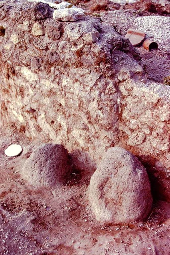 III.7 Pompeii. 1976. Two boundary stones. Photo by Stanley A. Jashemski.   
Source: The Wilhelmina and Stanley A. Jashemski archive in the University of Maryland Library, Special Collections (See collection page) and made available under the Creative Commons Attribution-Non Commercial License v.4. See Licence and use details. J76f0531
According to Wilhelmina, �Against the east wall of the vineyard about 20 feet from the south wall, as large lava stone was firmly planted in the ground, with a smaller one beside it to the left. They were boundary stones. Two properties had apparently been combined to be planted into one vineyard.�
