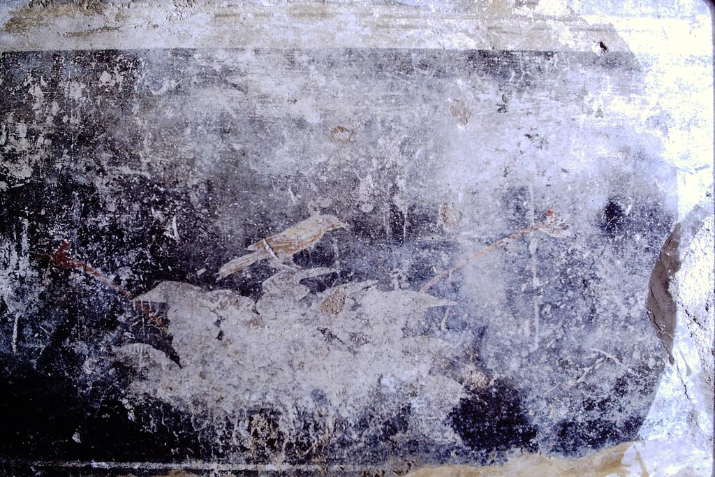 V.2.i Pompeii. 1968.
Room 17, black zoccolo painted with plants and bird from west wall of oecus/triclinium. Photo by Stanley A. Jashemski.
Source: The Wilhelmina and Stanley A. Jashemski archive in the University of Maryland Library, Special Collections (See collection page) and made available under the Creative Commons Attribution-Non-Commercial License v.4. See Licence and use details.
J68f1558