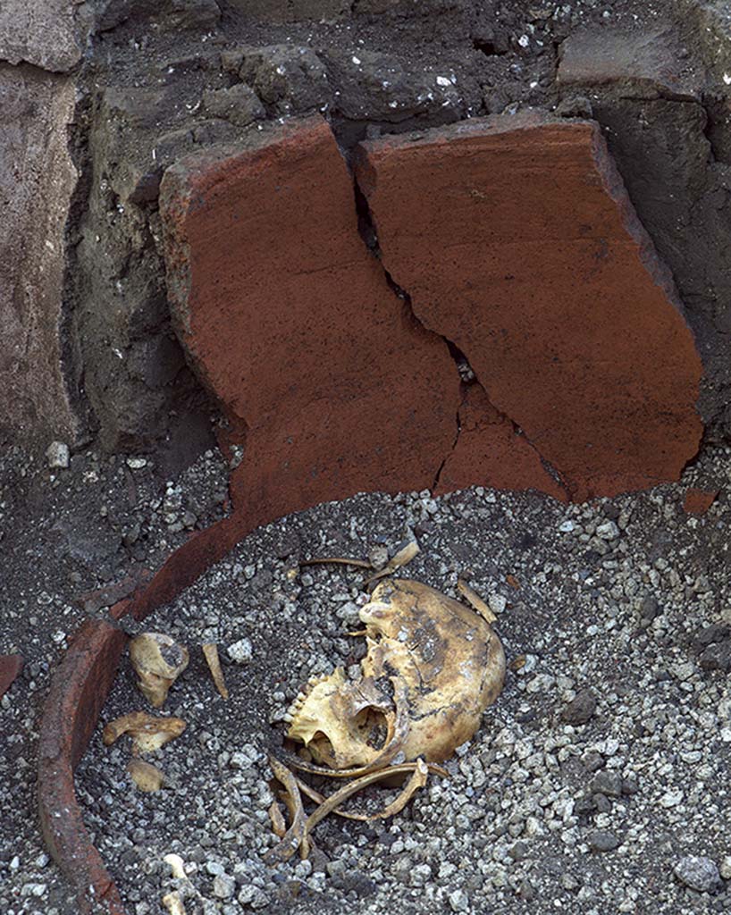 V.3 Pompeii, Thermopolium with painting of nereid. December 2020.
Other bones, which are yet to be investigated, belong to another individual, and were found inside a large dolium, possibly where they were placed by the first excavators.

V.3 Pompei, Termopolio con dipinto di nereide e anfore. Dicembre 2020.
Altre ossa, ancora da indagare sono di un altro individuo, e sono state rinvenute all'interno di un grande dolio, forse qui riposte sempre dai primi scavatori.

Photo by Luigi Spina courtesy of Parco Archeologico di Pompei.
