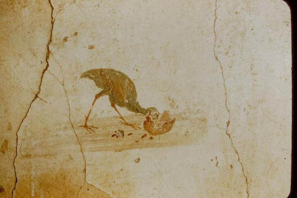 VI.8.23 Pompeii. 1957. Painted bird from east wall of cubiculum, a partridge eating a fruit.
Photo by Stanley A. Jashemski.
Source: The Wilhelmina and Stanley A. Jashemski archive in the University of Maryland Library, Special Collections (See collection page) and made available under the Creative Commons Attribution-Non Commercial License v.4. See Licence and use details.
J57f0347