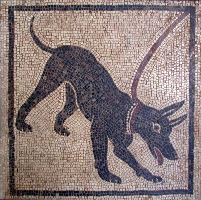 VI.14.20 Pompeii. 23rd February 1875. Room 9, dog mosaic from threshold of doorway.
See Presuhn E., 1878. Pompeji: Die Neuesten Ausgrabungen von 1874 bis 1878. Leipzig: Weigel. (III, Plate IV)
According to Della Corte, another dog in a mosaic, apart from the plaster cast, was in the floor of the first room to the right of the atrium.
This was discovered on 23rd February 1875.
Now in Naples Archaeological Museum, inventory number 110666.
See Della Corte, M., 1965. Case ed Abitanti di Pompei. Napoli: Fausto Fiorentino. (p. 97)
