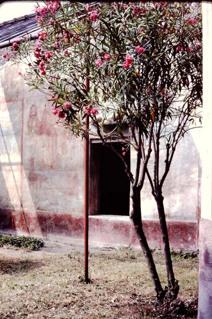 VI.14.20 Pompeii. March 2009. Room 18, remains of painted medallion, from above window, on west wall of garden area.