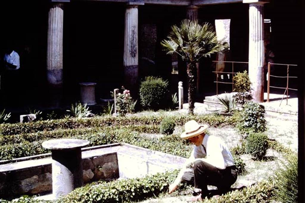 VI.16.7 Pompeii, 1968. Looking towards the north-east corner with Stanley doing some weeding. Photo by Stanley A. Jashemski.
Source: The Wilhelmina and Stanley A. Jashemski archive in the University of Maryland Library, Special Collections (See collection page) and made available under the Creative Commons Attribution-Non Commercial License v.4. See Licence and use details. J68f0086