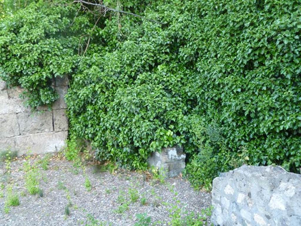 VI.17.1 Pompeii. May 2011. Looking north-west from north-east corner.
At the end of the block wall (under the greenery) would be another doorway, leading into a room with steps.
Down these steps in the underground area, called a “cellar”, wine containers were discovered, according to Sir William Hamilton.
He wrote –
“View of the ruins of the houses on the right-hand side of the street as you enter the gate.
A. The first house was thought to be an Inn. The bones of horses were found in the stables; and in the cellar, large earthen vessels for wine.”
See Hamilton, W., 1777. Account of the Discoveries at Pompeii. London: Bowyer and Nichols (p.12, Pl. VIII).
