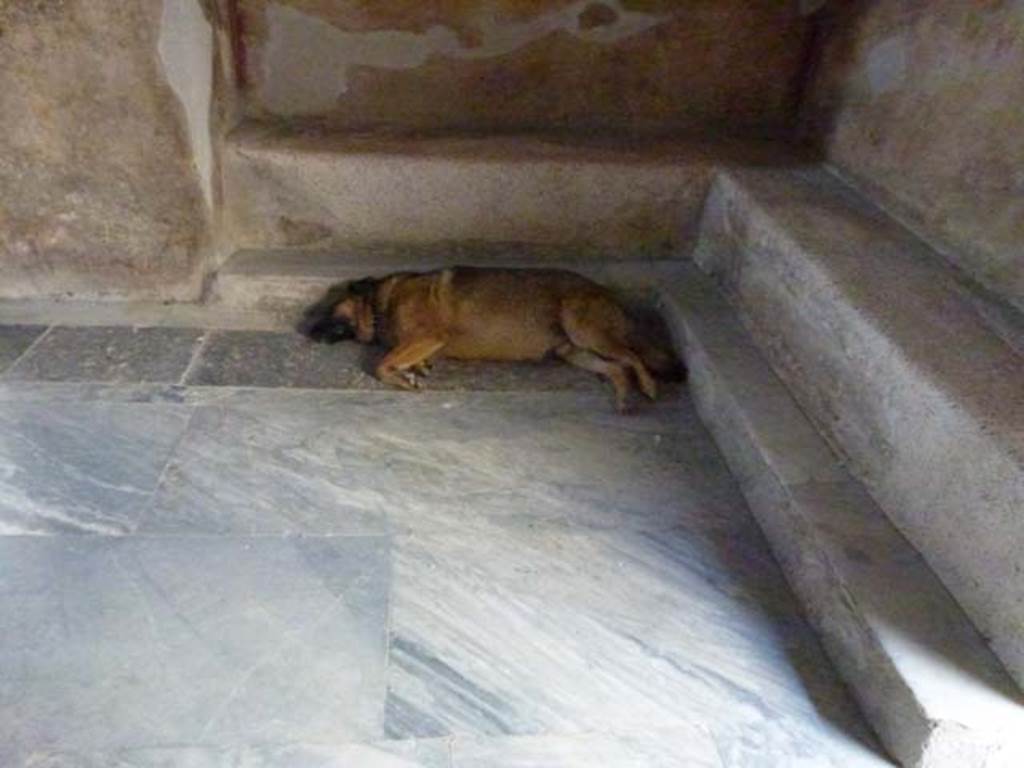 VII.1.8 Pompeii. June 2012. Men’s changing room 2 - “Let sleeping dogs lie…..” Photo courtesy of Michael Binns.