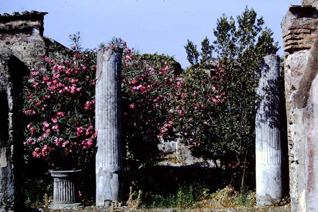VII.1.25 Pompeii. 1966. Looking west from atrium 24 into peristyle 31. Photo by Stanley A. Jashemski.
Source: The Wilhelmina and Stanley A. Jashemski archive in the University of Maryland Library, Special Collections (See collection page) and made available under the Creative Commons Attribution-Non-Commercial License v.4. See Licence and use details.
J66f0383