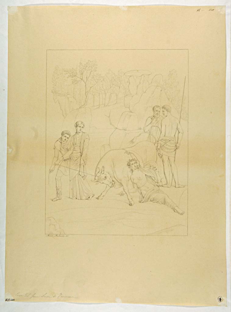 VII.4.56 Pompeii. Drawing by Michele Mastracchio, of the Punishment of Dirce, from east wall of tablinum. 
Now in Naples Archaeological Museum. Inventory number ADS 665.
Photo � ICCD. http://www.catalogo.beniculturali.it
Utilizzabili alle condizioni della licenza Attribuzione - Non commerciale - Condividi allo stesso modo 2.5 Italia (CC BY-NC-SA 2.5 IT)
See Helbig, W., 1868. Wandgem�lde der vom Vesuv versch�tteten St�dte Campaniens. Leipzig: Breitkopf und H�rtel, (1551).
This painting can also be seen in MB XIV, Tav. IV.

