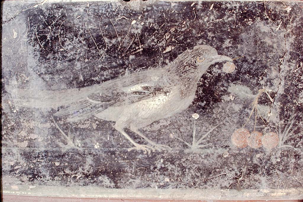 VII.6.28 Pompeii. Found on 30th April 1762. Painting of right-hand blackbird with cherry in the beak, branch and three cherries.
Now in Naples Archaeological Museum. Inventory number 8746.
See Antichità di Ercolano: Tomo Quarto: Le Pitture 4, 1765, 20, 95.
Photo by Stanley A. Jashemski, 1968.
Source: The Wilhelmina and Stanley A. Jashemski archive in the University of Maryland Library, Special Collections (See collection page) and made available under the Creative Commons Attribution-Non Commercial License v.4. See Licence and use details.
J68f0834