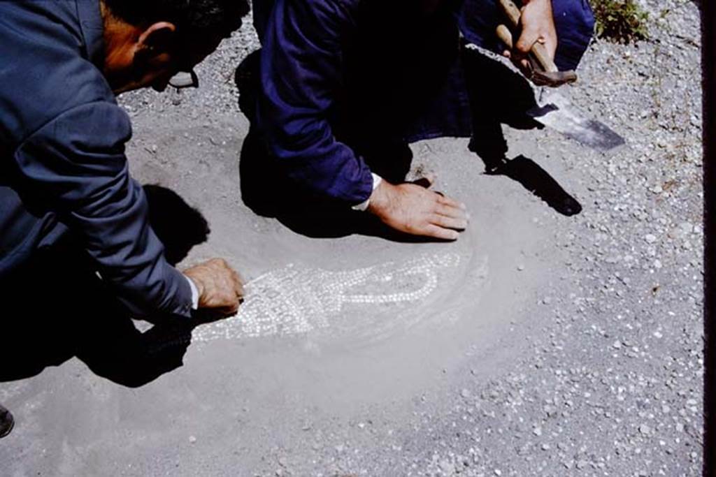 VII.16.15 Pompeii. 1964. Mosaic being uncovered for the photo by Dr. Giordano and his workers. Photo by Stanley A. Jashemski.
Source: The Wilhelmina and Stanley A. Jashemski archive in the University of Maryland Library, Special Collections (See collection page) and made available under the Creative Commons Attribution-Non Commercial License v.4. See Licence and use details.
J64f0852