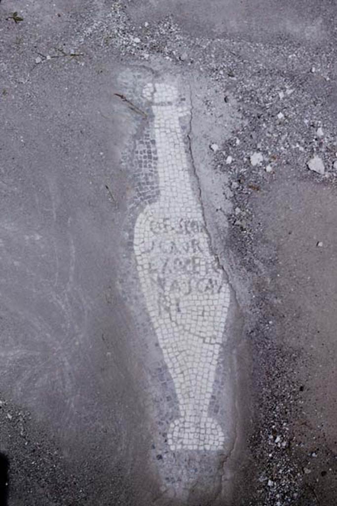 VII.16.15 Pompeii. 1964. Room 2, from corner of impluvium in atrium. Mosaic urceus (terracotta vessel in which the fish sauce was kept) carefully cleaned and protective sand removed for the photo. They have since been removed to the safety of the “deposits”. Photo by Stanley A. Jashemski.
Source: The Wilhelmina and Stanley A. Jashemski archive in the University of Maryland Library, Special Collections (See collection page) and made available under the Creative Commons Attribution-Non Commercial License v.4. See Licence and use details.
J64f0853