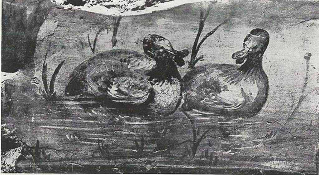 VIII.7.24 Pompeii. 1955. Fragment of Nilotic painting in peristyle. North wall. Ducks quacking.
See Maiuri A., 1955. Una Nuova Pittura Nilotica a Pompei. Roma: Acc. Naz dei Lincei, Tav. II, 2.