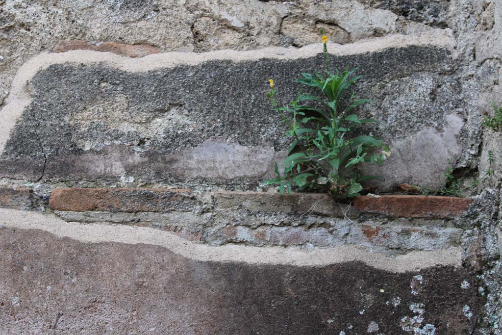 IX.5.4 Pompeii. March 2019. Room d, detail of upper north wall at east end.
Foto Christian Beck, ERC Grant 681269 D�COR 


