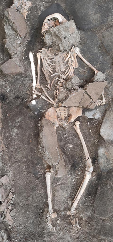 IX.10.1 Pompeii. May 2023. Skeleton of individual 1 with collapsed material covering some parts.
Individual 1, probably female, lay in dorsal recumbency in direct contact with the paved floor. The skeletonized body was in direct contact with the heavy blocks of the collapsed floor and white pumice lapilli, in the total absence of the ash deposit, probably removed in the previous excavation operations. Four large blocks in particular seem to have had a direct impact on the body, at the level of the skull/cervical spine, right ribcage, left upper limb and right lower limb. The skull was turned to the right side while the spine and ribcage were flattened to less than 2 cm in some points. Near the left hand, in which they were probably held and from which they slipped, two coins were found, probably two asses, whose minting is yet to be precisely identified. It is clear how these indicators, together with the very numerous fractures at the level of almost all of the skeletal elements, are the consequence of the strong traumas on the body of the individual at the time of death, but also of the taphonomic factors which occurred subsequently due to the pressure exerted by the different weights of the overlying elements, together with the irregular profile of the floor level.
IX.10.1 Pompei. Maggio 2023. Scheletro dell'individuo 1 con materiale collassato che copre alcune parti.
L’individuo 1, di probabile sesso femminile, giaceva in decubito dorsale a diretto contatto con la pavimentazione basolata. Il corpo scheletrizzato era a diretto contatto con i pesanti blocchi del solaio collassato e lapilli pomicei bianchi, in totale assenza del deposito cineritico, verosimilmente asportato nelle operazioni di scavo precedenti. Quattro grandi blocchi in particolare sembrano avere avuto un impatto diretto con il corpo, a livello di cranio/rachide cervicale, emicostato destro, arto superiore sinistri e arto inferiore destro. Il cranio era voltato sul lato destro mentre la colonna e la cassa toracica, erano appiattiti fino a misurare in alcuni punti meno di 2 cm. Vicino alla mano sinistra, in cui erano probabilmente trattenute e da cui sono scivolate, sono state rinvenute due monete, verosimilmente due assi, il cui conio è ancora da identificare con precisione. È chiaro come tali indicatori, insieme alle numerosissime fratture a livello della quasi totalità degli elementi scheletrici, siano conseguenza dei forti traumi sul corpo dell’individuo al momento della morte, ma anche dei fattori tafonomici intervenuti successivamente a causa della pressione esercitata dal peso differenziato degli elementi sovrastanti, unitamente al profilo irregolare del piano pavimentale.
Photograph © Parco Archeologico di Pompei.
Vedi/See Ri-scavare Pompei: nuovi dati interdisciplinari dagli ambienti indagate a fine ‘800 di Regio IX, 10.1.4. E-journal 2, Scavi di Pompeii, 29.5.2023, p. 7-8, fig. 10. E-journal on PAP web site