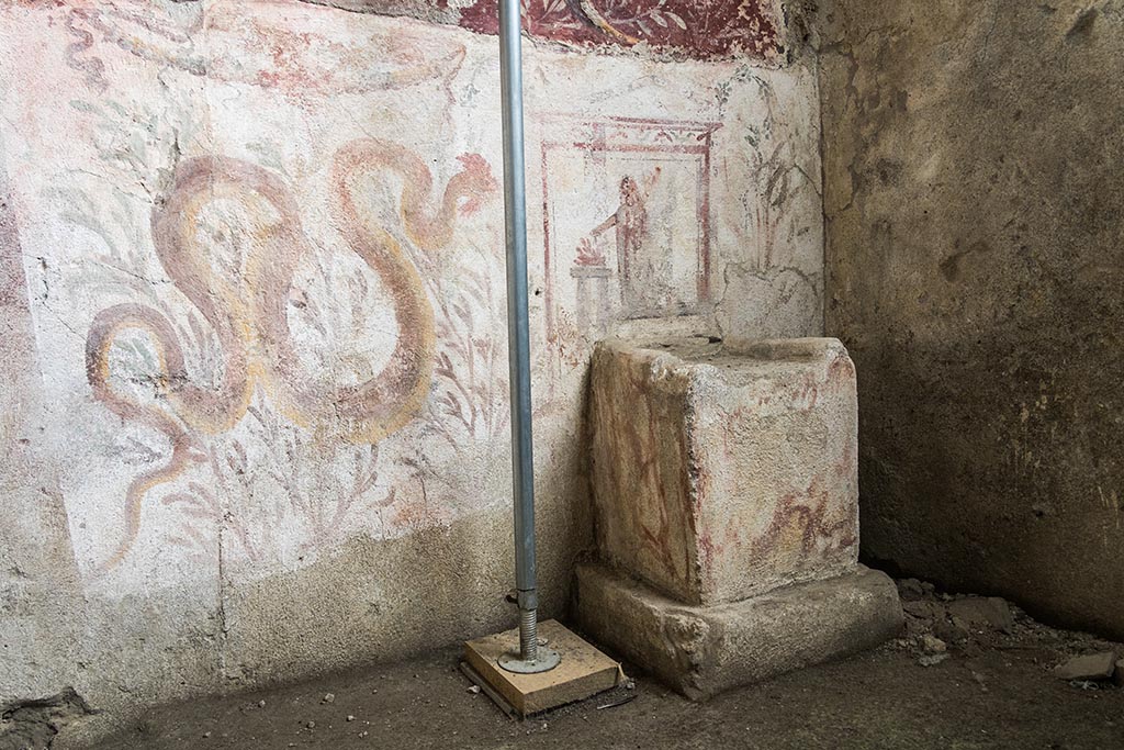 IX.10.1, Pompeii. July 2024. Room 12, painted serpent on lower south wall. Photo courtesy of Johannes Eber.
The lower register consists of a white background into which the masonry pulvinus altar decorated in fresco with brown faux-marble highlights is inserted. On the left side there is a fresco of a crested and bearded serpent heading towards the altar, which is surmounted by a painted rectangular aedicule terminating in vegetal whorls, and which frames the Genius patris familias with cornucopia and patera making libations at a circular altar.
The partial deterioration of the painted plaster base on which the scenes of the last phase are laid reveals, in a position off-centre from the previous one, a similar scene belonging to an older decorative phase.
Il registro inferiore è costituito da una specchiatura a fondo bianco (1,55 x 2,20 m) in cui si inserisce l’altare a pulvino in muratura (0,75 x 0,50 m) decorato ad affresco con lumeggiature brune a finto marmo. Sulla sinistra è affrescato un serpente crestato e barbato che si dirige verso l’altare (Fig. 12), sormontato da un’edicola rettangolare dipinta e terminante in girali vegetali, che inquadra il Genius patrisfamilias con cornucopia e patera che compie libagioni presso un altare circolare (Fig. 13). La parziale consunzione della base pittorica a grassello di calce su cui sono stese le scene di ultima fase lascia intravedere, in posizione decentrata rispetto alla precedente, una scena simile appartenente ad una fase decorativa più antica.
See PAP e-journal 6, 28.09.2023, p. 64, fig. 11. Download: PAP e-journals 2023 collection volumes 01-09