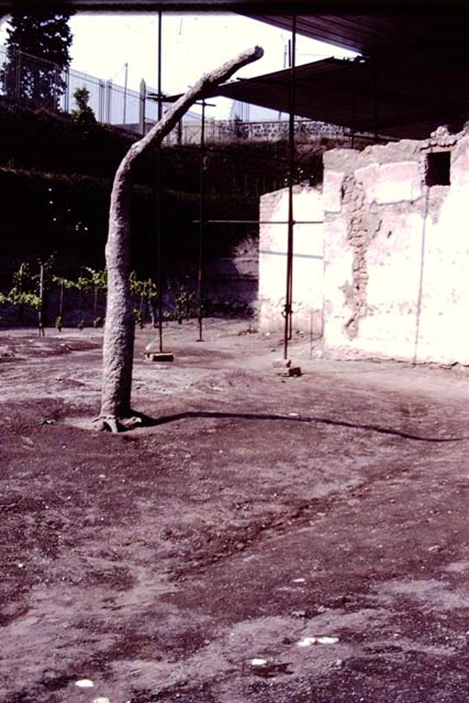 Villa Regina, Boscoreale. 1983. Cast of tree and south-west corner of villa.
Source: The Wilhelmina and Stanley A. Jashemski archive in the University of Maryland Library, Special Collections (See collection page) and made available under the Creative Commons Attribution-Non Commercial License v.4. See Licence and use details.
J80f0537