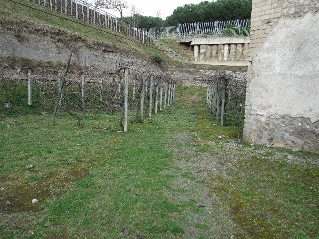 Villa Regina, Boscoreale. December 2006. Vines growing in same spacing as original Roman vines.
According to Jashemski, an ancient country lane, running through the vineyard, led directly to the main entrance of the villa.
A footpath also led through the vineyard to the west entrance into the north portico VII.
See Jashemski, W. F., 1993. The Gardens of Pompeii, Volume II: Appendices. New York: Caratzas. (p.286)