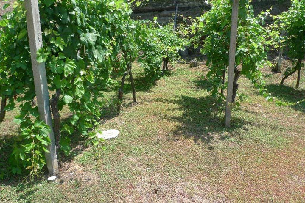 Villa Regina, Boscoreale. July 2010. Replanted vineyard, with white tree and stake casts.
Photo courtesy of Michael Binns.