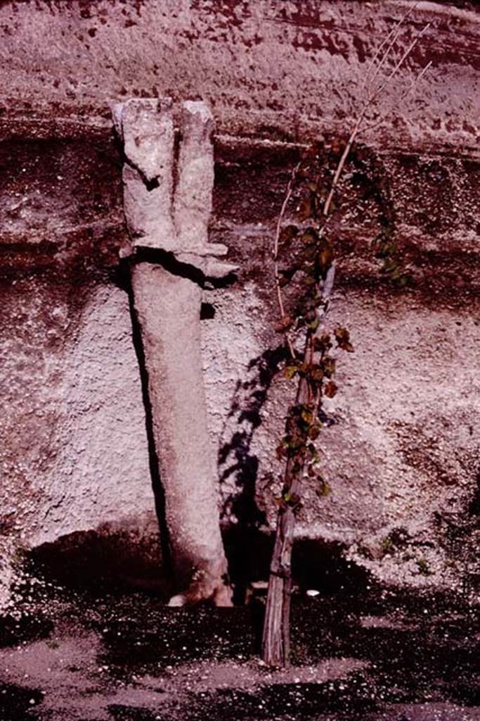 Villa Regina, Boscoreale. 1983. Cast of tree at south end of west side of site.
Source: The Wilhelmina and Stanley A. Jashemski archive in the University of Maryland Library, Special Collections (See collection page) and made available under the Creative Commons Attribution-Non Commercial License v.4. See Licence and use details.
J80f0514