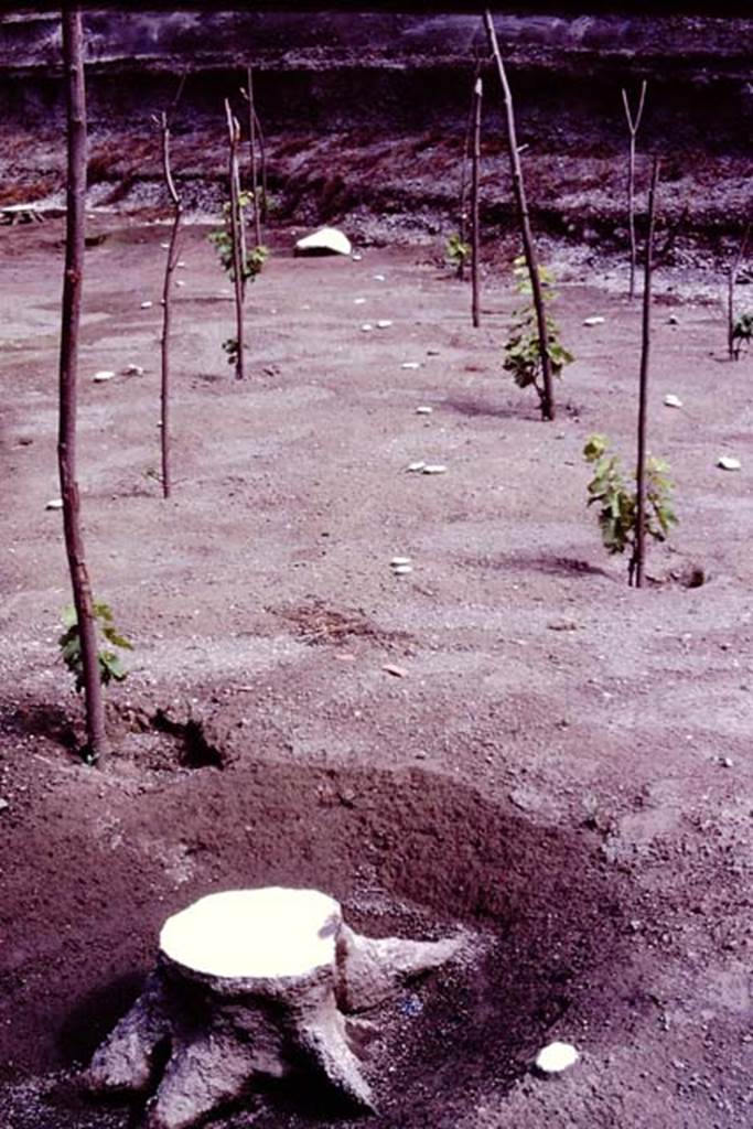 Villa Regina, Boscoreale. 1983.
Plaster cast of tree root, replanted vines and plaster casts of original vines and stakes.
Source: The Wilhelmina and Stanley A. Jashemski archive in the University of Maryland Library, Special Collections (See collection page) and made available under the Creative Commons Attribution-Non Commercial License v.4. See Licence and use details.
J80f0531