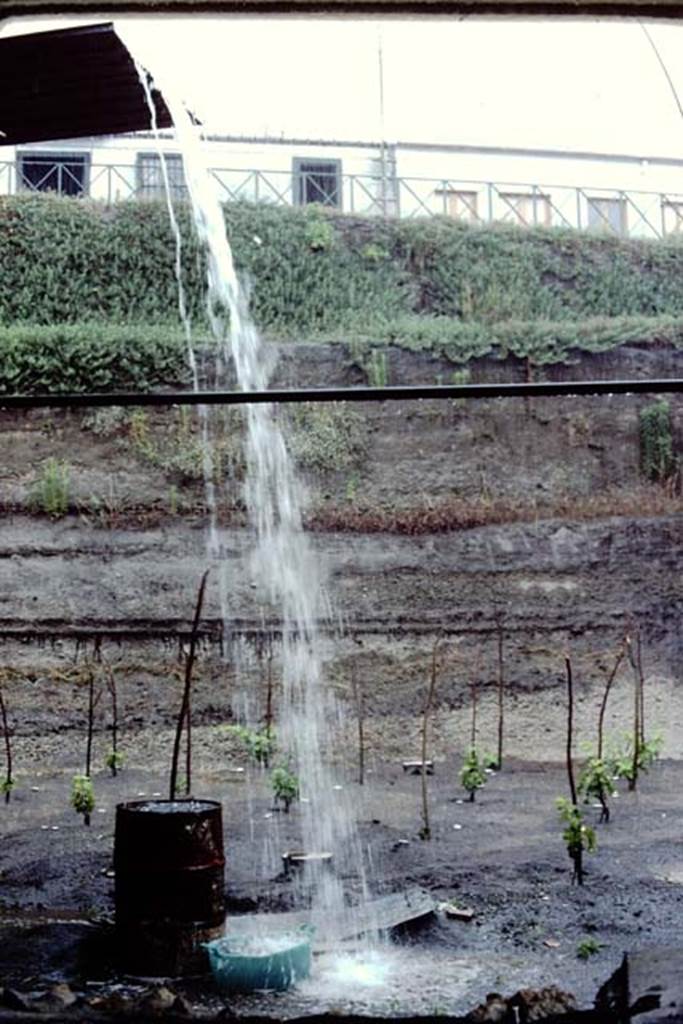 Villa Regina, Boscoreale. 1983. Watering the new vines !
Source: The Wilhelmina and Stanley A. Jashemski archive in the University of Maryland Library, Special Collections (See collection page) and made available under the Creative Commons Attribution-Non Commercial License v.4. See Licence and use details. J80f0622
According to Wilhelmina:
“One day in late June a severe thunderstorm began before lunch and continued for several hours. While sheltering in the villa building, it was evident why the roadway from the entrance sloped downwards, otherwise the water would have poured through the front door of the villa where we were taking shelter. We were very concerned about the rainstorm, as we had just found the most interesting soil contours which could have been destroyed by the rain. We had found a small vegetable garden with a cistern in the middle to provide the necessary water. The garden was laid out in small beds, separated by irrigation channels which also served as paths.”