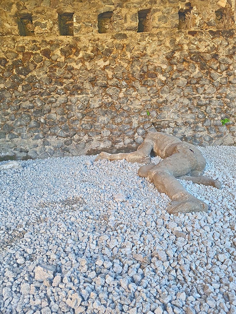 North-west side of Via delle Tombe. October 2024.
Plaster cast of an adult. Photo courtesy of Giuseppe Ciaramella.