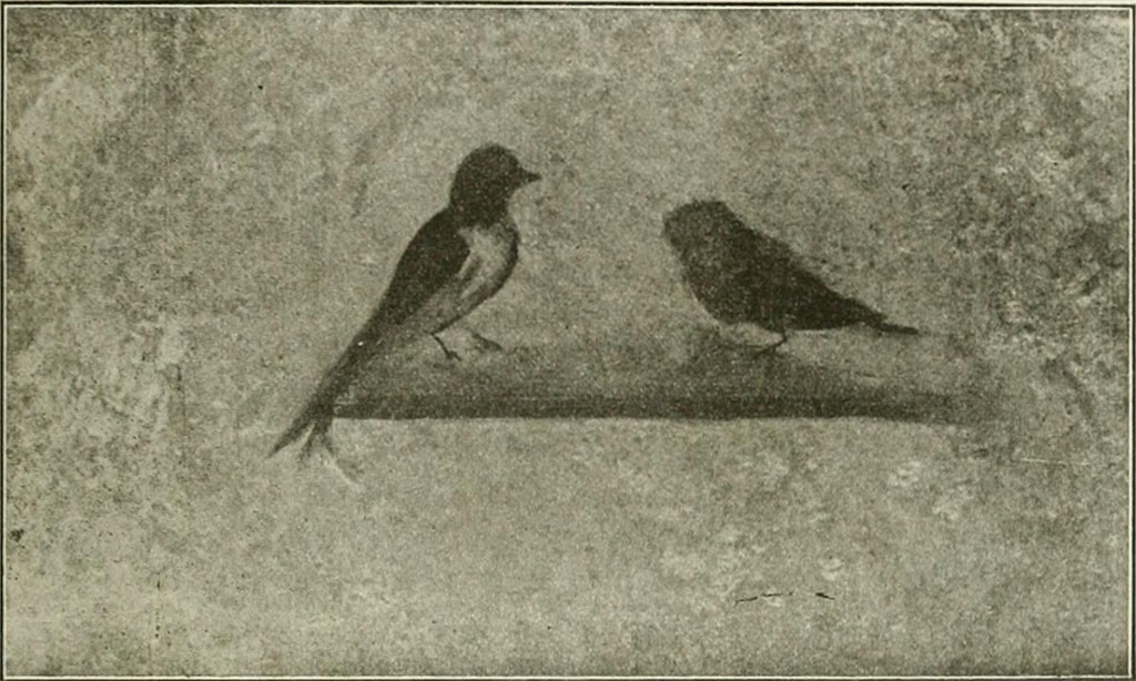 Villa rustica del fondo Ippolito Zurlo, Pompeii. 1897, room C cubiculum, east wall.
According to Sogliano, in the centre panel of the left or east wall was a painting of a swallow and possibly a hoopoe.
See Notizie degli Scavi di Antichità, 1897, p. 397, fig. 5.