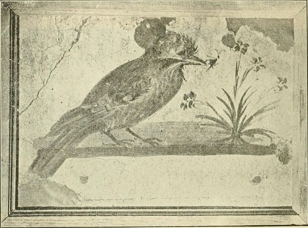 Villa rustica del fondo Ippolito Zurlo, Pompeii. 1897, room C cubiculum, south wall.
According to Sogliano, in the south or rear wall, was another picture with the representation of a speckled bird pecking at a flowering plant.
See Notizie degli Scavi di Antichità, 1897, p. 398, fig. 6.