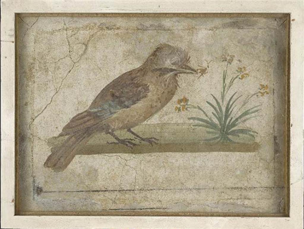 Villa rustica del fondo Ippolito Zurlo, Pompeii. 1897, room C cubiculum, south wall.
Painting of a jay pecking at a yellow flowered plant.
Photo © Trustees of the British Museum. Inventory number 1899.2-15.4.
See Jay pecking at plant with yellow flowers at britishmuseum.org