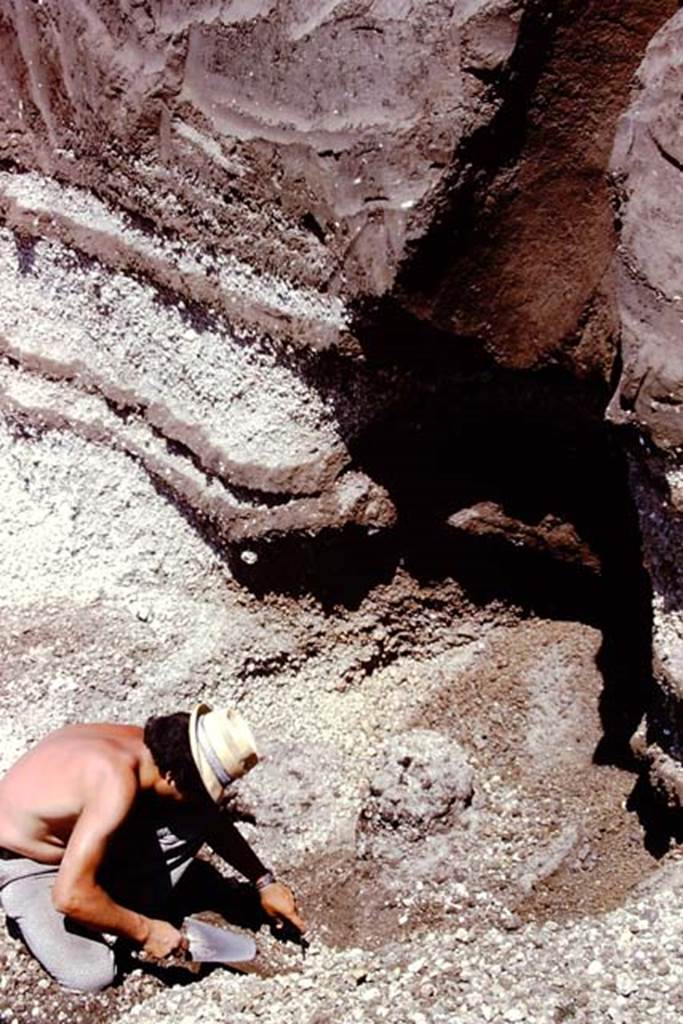 Oplontis, 1974. According to Wilhelmina, �In the soil underneath, the cavity of a huge tree root was found, which in subsequent seasons proved to be one of row of 5 large trees, probably plane trees�.  Photo by Stanley A. Jashemski.   
Source: The Wilhelmina and Stanley A. Jashemski archive in the University of Maryland Library, Special Collections (See collection page) and made available under the Creative Commons Attribution-Non Commercial License v.4. See Licence and use details. J74f0167


